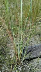 Eragrostis atrovirens