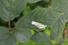 Coptotriche marginea