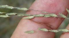 Eragrostis atrovirens
