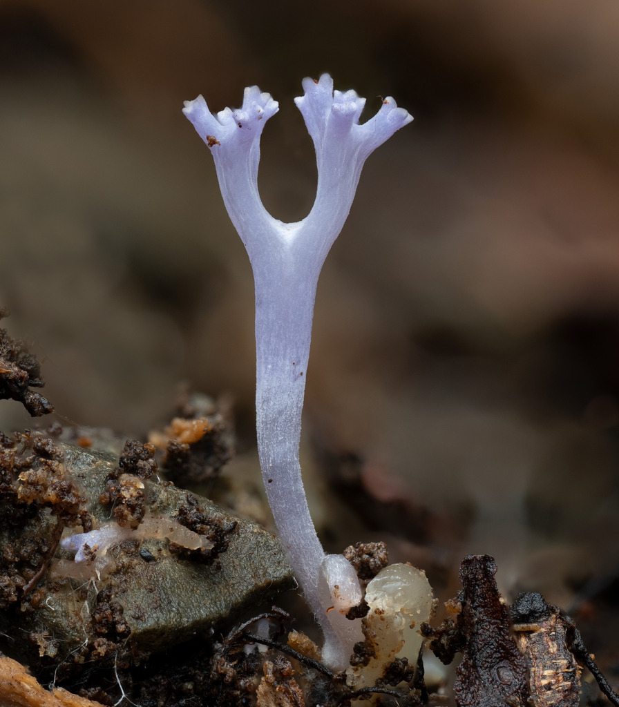 Ramariopsis pulchella · May 2025 · photo: © tyler_mcbeth (iNaturalist, cc-by-nc)