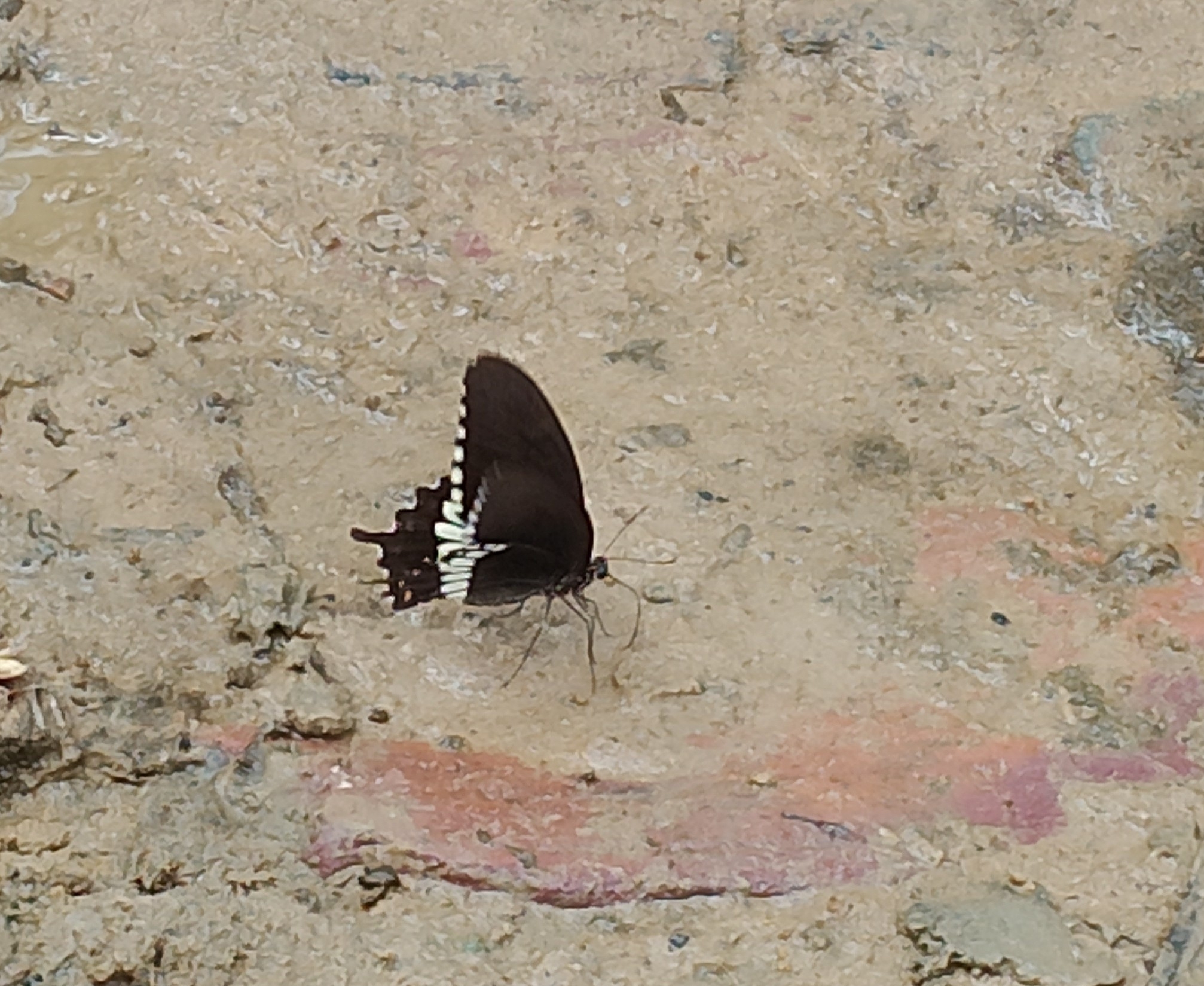 Common Mormon