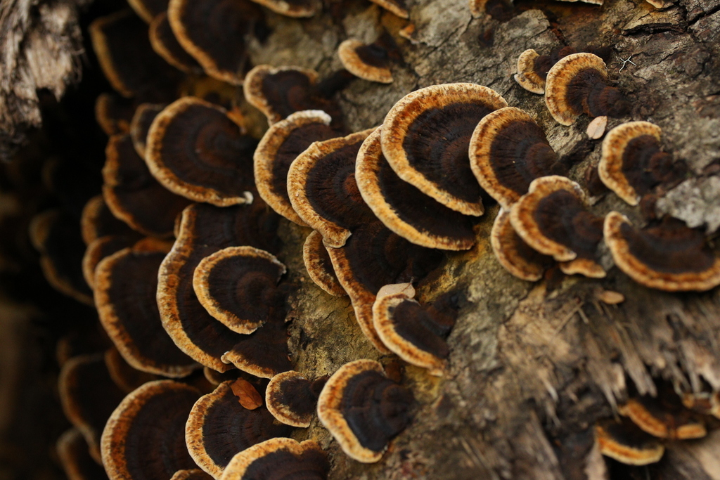 Inonotus nothofagi · May 2025 · photo: © jupal04 (iNaturalist, cc-by)