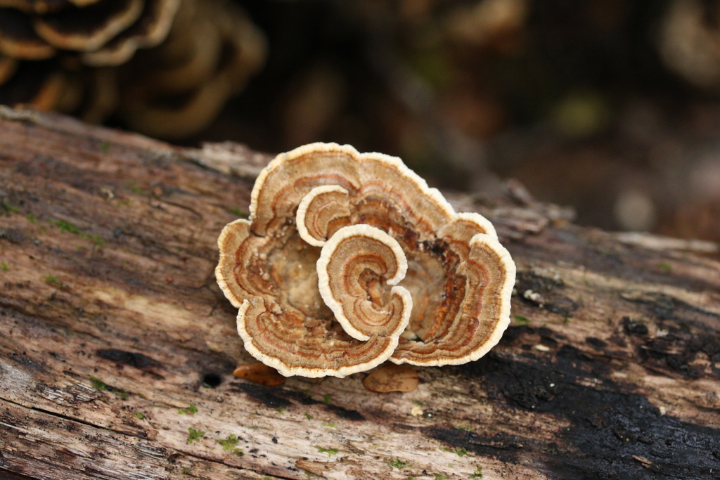 Trametes versicolor · May 2025 · photo: © jupal04 (iNaturalist, cc-by)