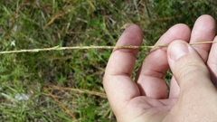 Elionurus tripsacoides