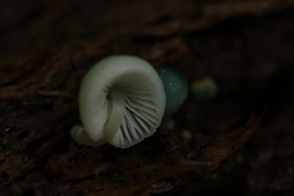 Mycena interrupta · May 2025 · photo: © jupal04 (iNaturalist, cc-by)