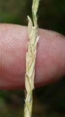 Elionurus tripsacoides