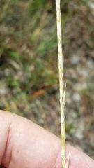 Elionurus tripsacoides