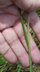 Elionurus tripsacoides