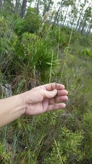 Elionurus tripsacoides