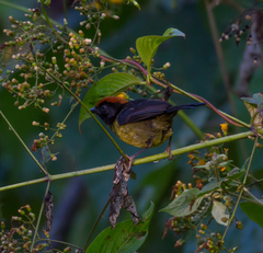 Atlapetes melanolaemus