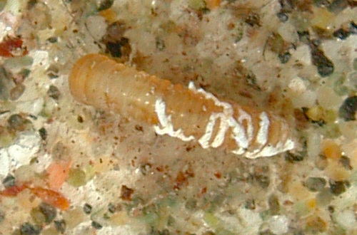 Caecum sepimentum observed 2001-08-08