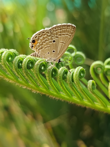 Plains Cupid photo 3