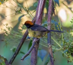 Atlapetes melanolaemus