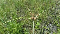 Cyperus ligularis image