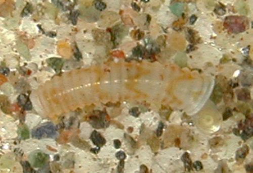 Caecum sepimentum observed 2001-08-08