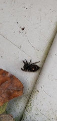 Phidippus audax