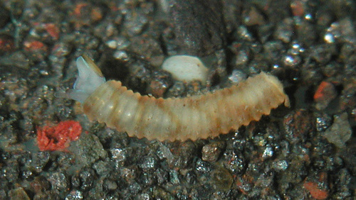 Caecum sepimentum observed 2003-10-23