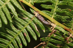 Dasineura pteridis
