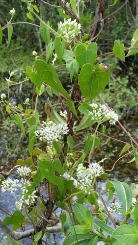 Mikania scandens image