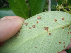 Puccinia coprosmae