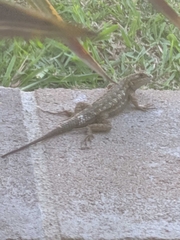 Sceloporus occidentalis