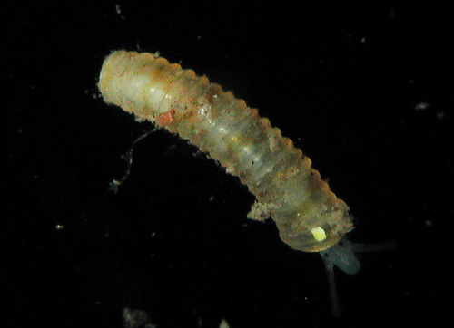 Caecum sepimentum observed 2003-10-28