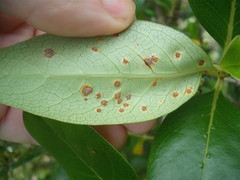 Puccinia coprosmae