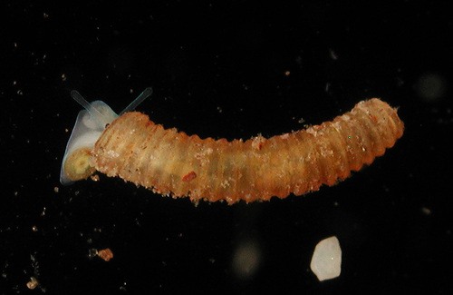 Caecum sepimentum observed 2015-06-17