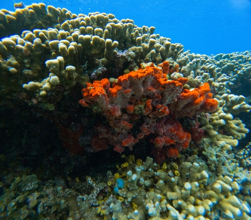 Monanchora clathrata observed 2025-03-29
