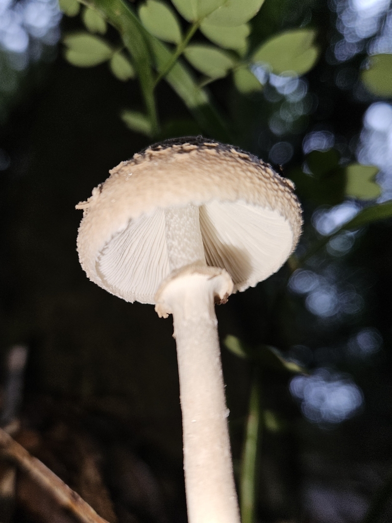 Macrolepiota clelandii · May 2025 · photo: © robert_briggs (iNaturalist, cc-by-nc)