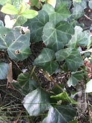 Hedera