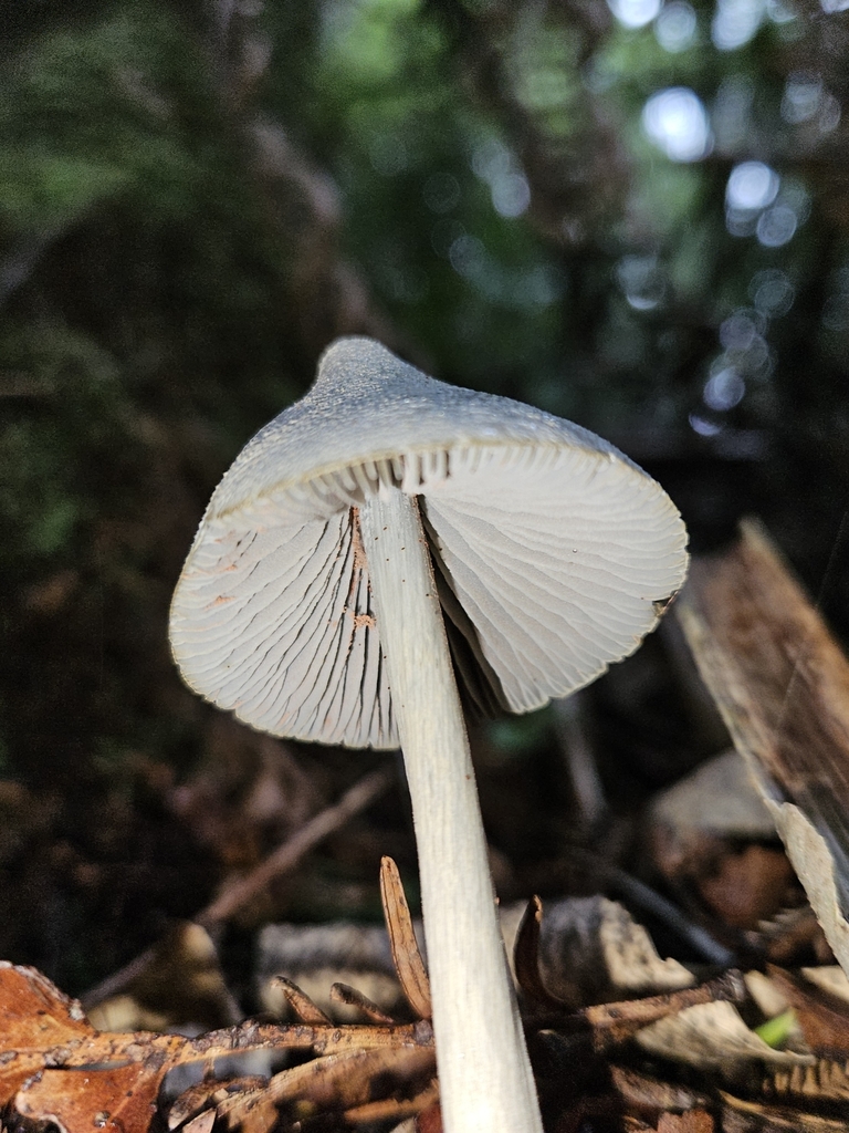 Entoloma canoconicum · May 2025 · photo: © robert_briggs (iNaturalist, cc-by-nc)