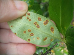 Puccinia coprosmae