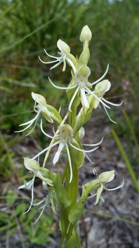Image of Habenaria quinqueseta by (c) Jay Horn, some rights reserved (CC BY)