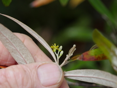 Corokia buddleioides