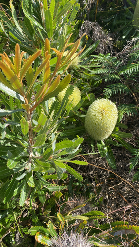 Banksia aemula (Banksia aemula)
