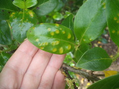 Puccinia coprosmae