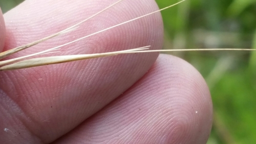 tall threeawn (Aristida patula)