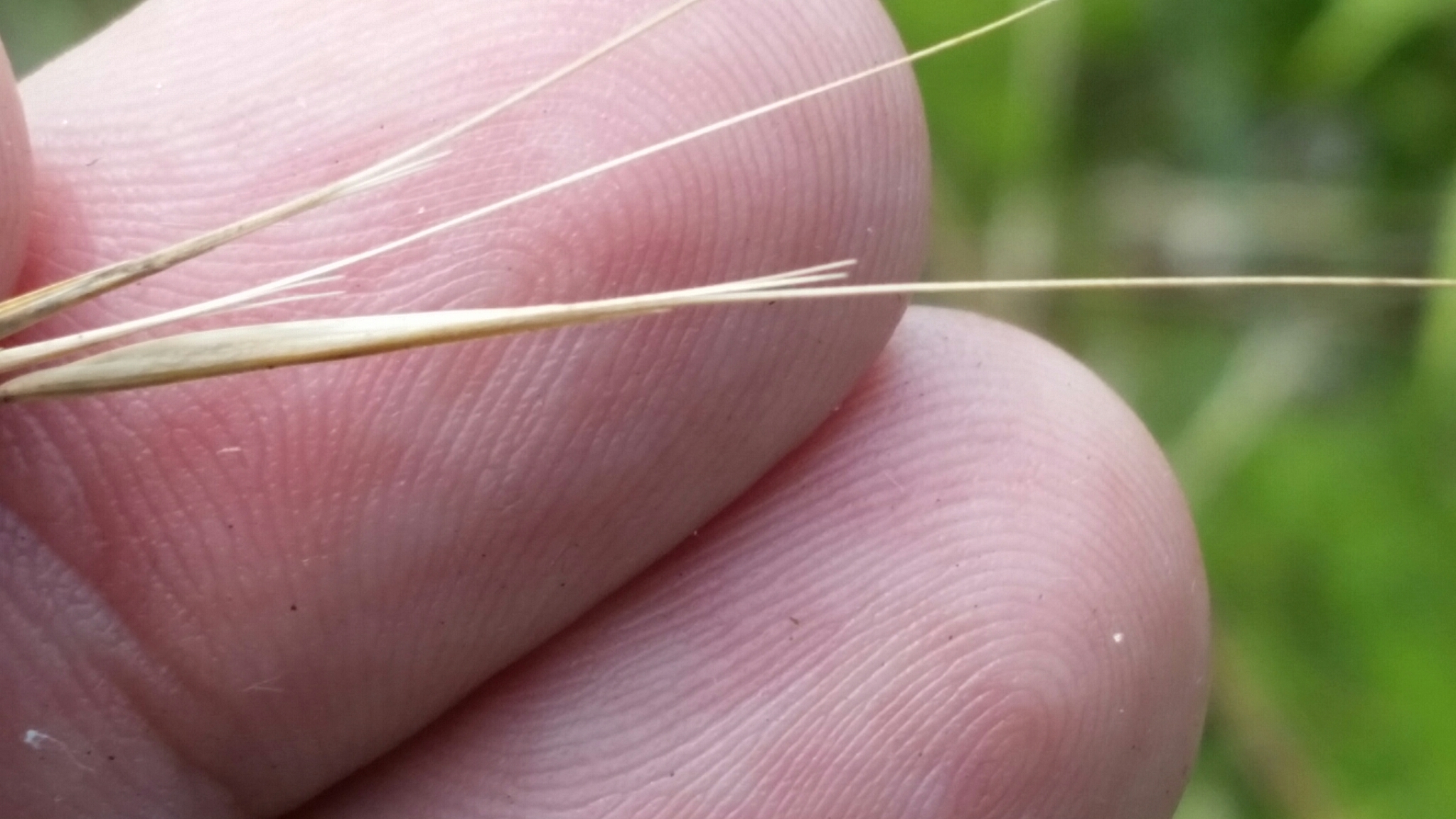 Aristida patula