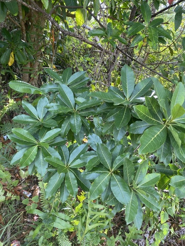 Elaeocarpus joga observed 2025-05-26