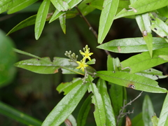 Corokia buddleioides