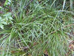 Carex lambertiana