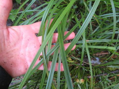 Carex lambertiana