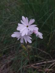 Lithophragma glabrum