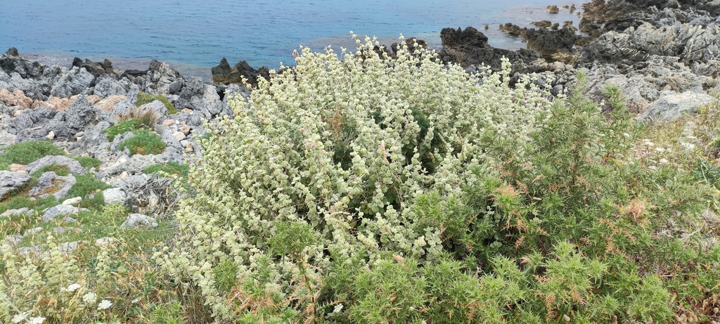 Pseudodictamnus mediterraneus; photograph (c) fmunoz, some rights reserved (CC BY)