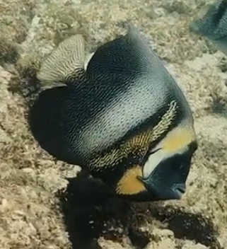 Cortez angelfish