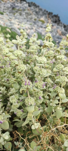 Pseudodictamnus mediterraneus, photograph 5