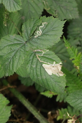 Coptotriche marginea