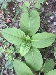 Phytolacca americana