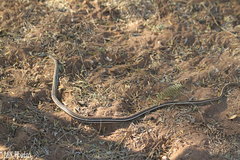 Psammophis subtaeniatus